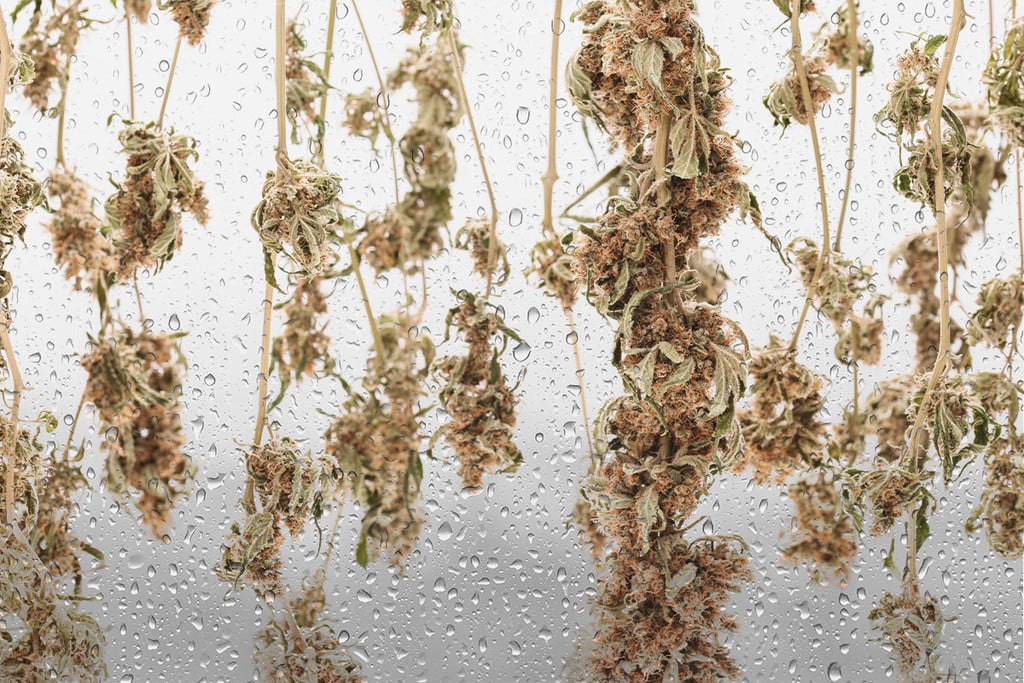 Onko jemmapurkissasi kuivempaa kuin Saharassa? Kostuta kannabiksen budisi uudelleen!