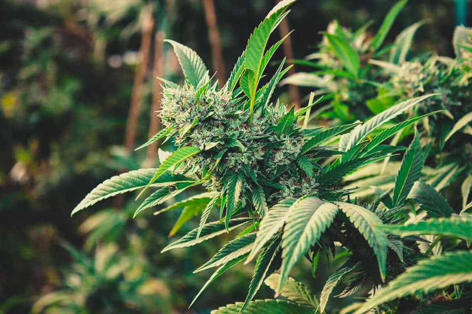 Kuinka kasvattaa kannabista ulkona vuonna 2025