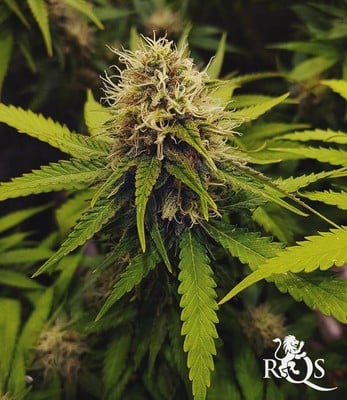 Critical