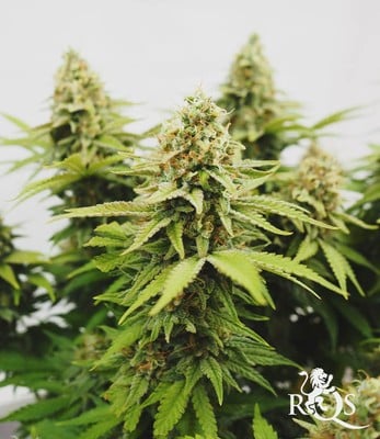 Critical