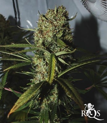 Critical