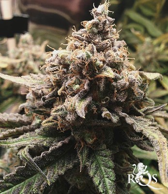 Critical Critical