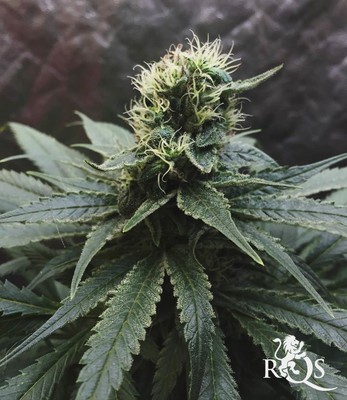 Royal Medic Royal Medic