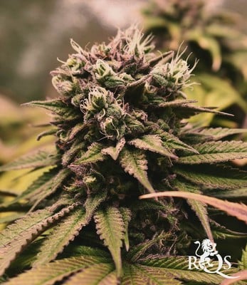 Pineapple Kush Pineapple Kush