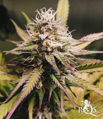 Candy Kush Express (Nopeasti kukkiva) Candy Kush Express (Nopeasti kukkiva)