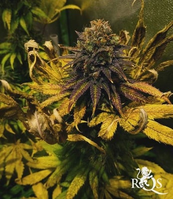Candy Kush Express (Nopeasti kukkiva) Candy Kush Express (Nopeasti kukkiva)