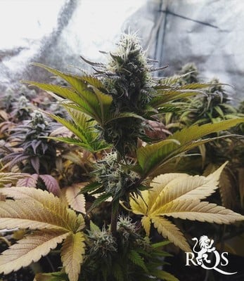 Candy Kush Express (Nopeasti kukkiva) Candy Kush Express (Nopeasti kukkiva)