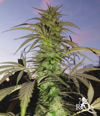 Candy Kush Express (Nopeasti kukkiva) Candy Kush Express (Nopeasti kukkiva)