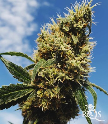 Mother Gorilla (Aiemmim Royal Madre) Mother Gorilla (Aiemmim Royal Madre)