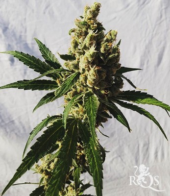 Mother Gorilla (Aiemmim Royal Madre) Mother Gorilla (Aiemmim Royal Madre)