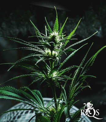 Mother Gorilla (Aiemmim Royal Madre) Mother Gorilla (Aiemmim Royal Madre)