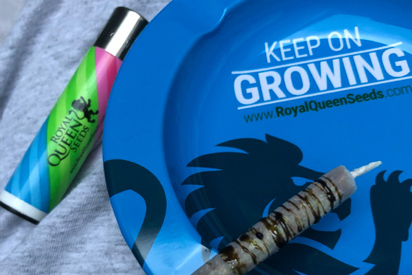 Royal Queen Seeds Tuhkakuppi Royal Queen Seeds Tuhkakuppi