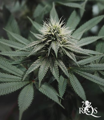 Fat Banana Fat Banana