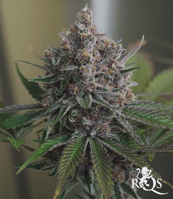 Purple Queen Purple Queen