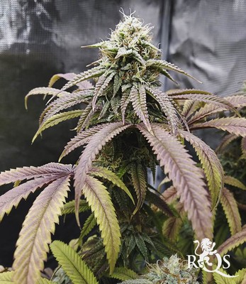 Legendary OG Punch Legendary OG Punch