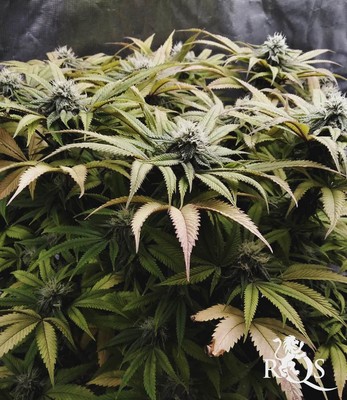 Legendary OG Punch Legendary OG Punch