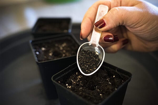 Easy Roots - Mykorritsa Mix Easy Roots - Mykorritsa Mix