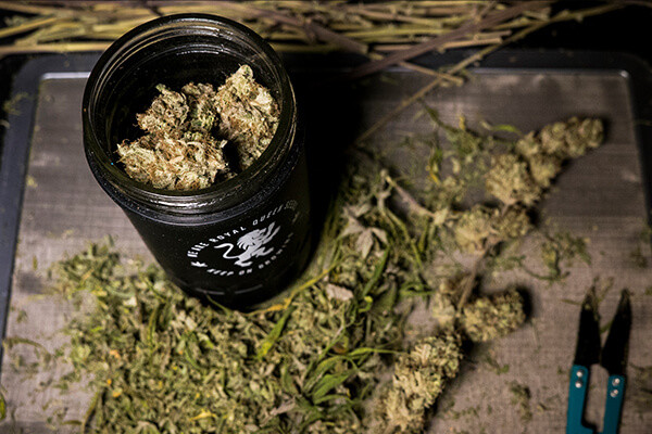 RQS Re:stash -Jemmapurkki