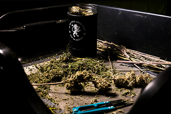 RQS Re:stash -Jemmapurkki