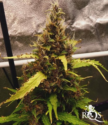 Purple Queen Auto Purple Queen Auto