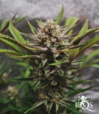 HulkBerry Auto