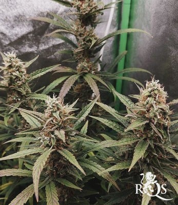 HulkBerry Auto