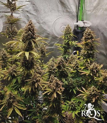 HulkBerry Auto
