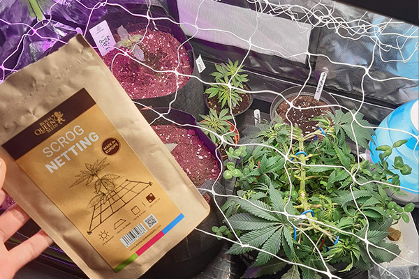 ScrOG-Verkko ScrOG-Verkko