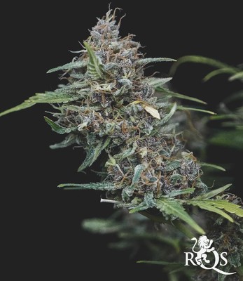 Do-Si-Dos Auto Do-Si-Dos Auto